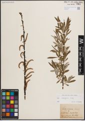 Foto von Salix eleagnos Scop.